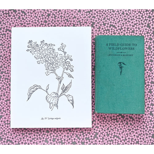 Blackbird Letterpress | Botanical Prints