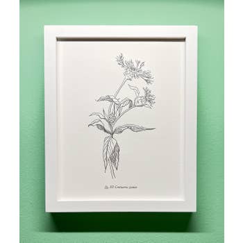 Blackbird Letterpress | Botanical Prints