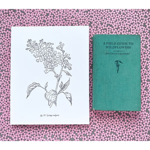 Blackbird Letterpress | Botanical Prints